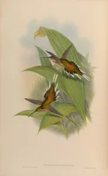 Phaethornis pretrei